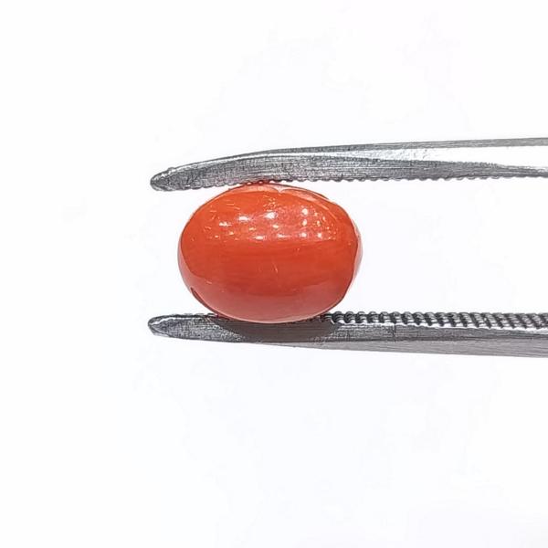 Coral 3.00 Carat